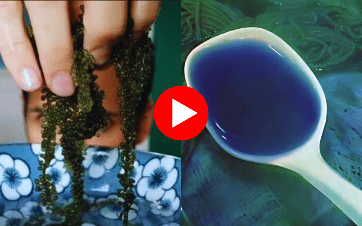 Put This Herb Under Your Tongue To Fix Your Blood Sugar
