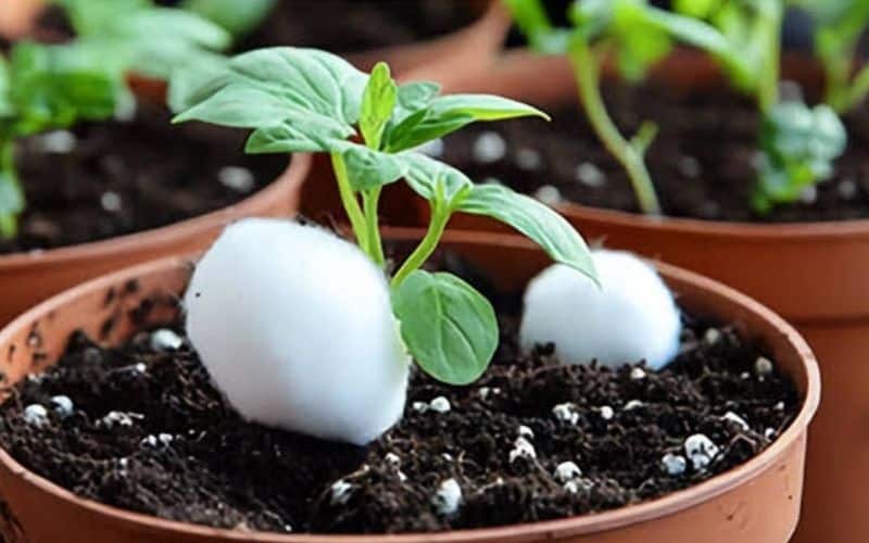Put a Cotton Ball in Your Plant Pot to Prevent Overwatering